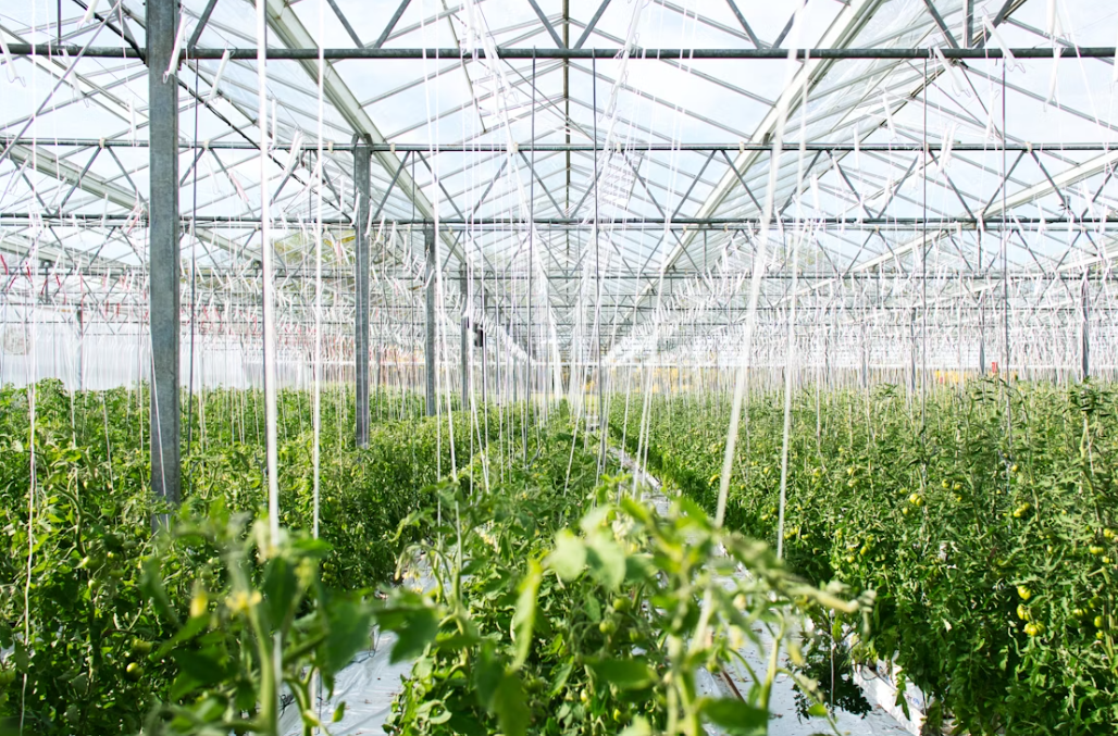 Agribusiness Management